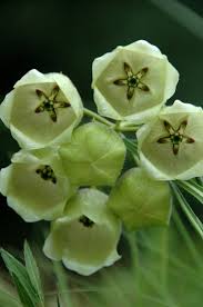 Image result for Pachycarpus concolor