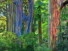 Rainbow eucalyptus is sold as a young tree in a pot or as seeds. These Rainbow Eucalyptus Trees Interestingasfuck