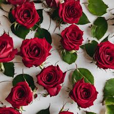 ʻO nā ala maikaʻi loa e hoʻomaloʻo ai i nā Roses ma ka Microwave: mālama  pono i nā pua a me nā petals