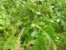 Image result for Albizia procera