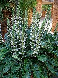 Grow it directly from seed after the chance of frost has passed, cilantro develops a large taproot and hates being mint is one of the best choices for a shady spot. Shrubs For Shady Gardens