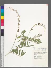 Image result for Tephrosia noctiflora