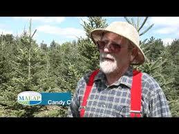 They are special because they are grown in a lightweight planting medium that can be easily handled. Candy Cane Christmas Tree Farm Youtube
