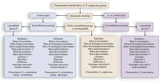 Image result for Group D Streptococcus