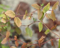 Image result for Euphorbia ophthalmica