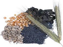 Very high yield, healthy, for stress conditions. Saaten