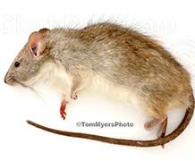 If they are fed and kept camels are used for riding, transport and agricultural work. Roof Rat Clark Pest Control