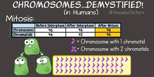 Mitosis Chromosome Number Chart