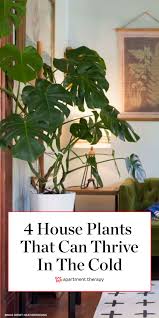 4 Surprising Plants That Can Thrive In A Drafty Apartment Cold Weather Plants House Plants Indoor Plants