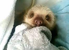 Sloth In A Blanket Cute Baby Sloths Cute Animal Pictures Animal Antics