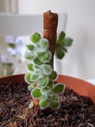 Cacti like thimble cactus are capable of producing offsets, or what we call pups. Echeveria Stem Offsets I Ve Been Propagating For Several Months How Do I Know When To Remove Them And What S The Best Method Of Removal Succulents