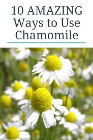 While the water is heating, add fresh or dried chamomile to your tea ball or infuser. 10 Amazing Things You Can Do With Chamomile Abra S Kitchen