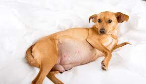 Postpartum Eclampsia In Dogs | Pet Keen