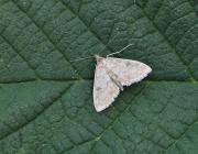 Image result for Anania perlucidalis