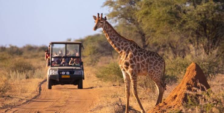 Full Day Private Kruger National Park Safari