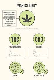 Dueren Magazin De Wie Lange Bleibt Cbd In Ihrem Korper