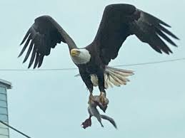 There are clouds in the sky but there is a clear view in the bright sun. For Schuylkill County Woman Seeing Bald Eagle Flying Toward Her Car Was Exhilarating The Morning Call