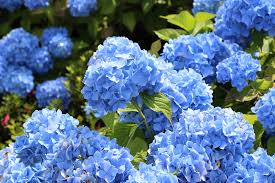 The world of flowering plants include more than just annuals and perennials. Blue Flower Names And Other Blue Flower Information Floraqueen