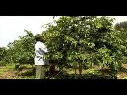We do this with marketing and advertising partners (who may have their own information they've collected). Handling And Pruning Coffee Trees Youtube