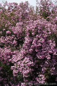 Image result for Virgilia