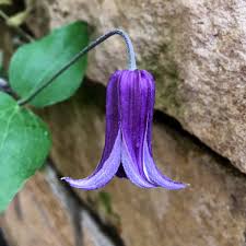 Clematis rooguchi is herbacious meaning that it doesn't climb by tendrils. Horterotica On Twitter Clematis Integrifolia Rooguchi Free Sprawling Habit W Darling Bell Shaped Blooms Nodding Into Fall Ozawa 1988 Japan Ranunculacea Https T Co Aa3aggn8v4