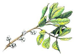 Bayberry grows in thickets near swamps in sandy areas, especially near the atlantic coast and near lake erie. The Thicket Calvert Marine Museum Md Official Website