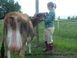 How To Train A Heifer To Become A Family Milk Cow The Prairie Homestead