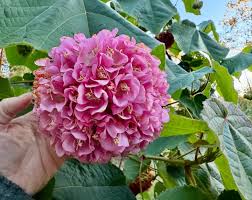 Image result for Dombeya