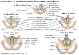 Ovaries also produce estrogen which maintains secondary sexual characteristics. Human Reproductive System Definition Diagram Facts Britannica
