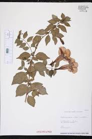 Image result for Thunbergianthus