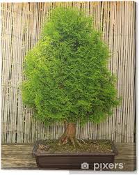 Ein bonsai ist weitaus mehr, als eine miniaturversion großer pflanzen. Leinwandbild Japanischer Garten Bonsai Baum Pixers Wir Leben Um Zu Verandern