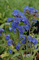 Image result for Anchusa capensis