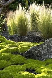 Gras In Garden Grasses Landscaping Garden Inspiration Landscape Design