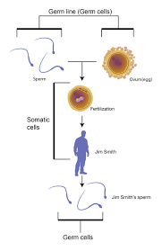 Germ Line