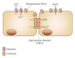 What cells have gap junctions. Role Of Gap Junctions And Hemichannels In Parasitic Infections