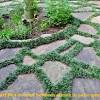 Black mondo grass looks so nice popping out of bright white alyssum. Https Encrypted Tbn0 Gstatic Com Images Q Tbn And9gcrjj2eslyuohcypm3yubqg Klaarhdoooax130uih07k 42 Duk Usqp Cau