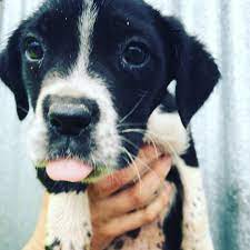 Nana the border collie performs amazing dog tricks. Puppy Medium Female Border Collie X German Shorthaired Pointer Mix Dog In Vic Petrescue