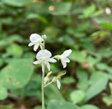 Image result for Hylodesmum