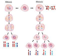 Mar 26, 2020 · excellent animations showing the stages of mitosis, meiosis and many more key biological processes. Mitosis Vs Meiosis Biology Dictionary