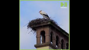 We did not find results for: Les Cigognes De Retour En Alsace Youtube