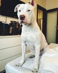 Such A Cute White Red Nose Pitbull Off Instagram White Pitbull Puppies White Pitbull Pitbull Puppies