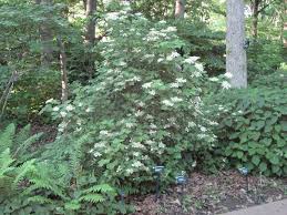 Viburnum trilobum (cranberrybush viburnum, american cranberrybush, high bush cranberry, or highbush cranberry) is a species of viburnum native to northern north america, from newfoundland west to british columbia, south to washington state and east to northern virginia. Maple Leaf Viburnum Viburnum Acerifolium Bloom Period May June Height 3 6 Site Dry Mesic Location Dry Shade Plants Shade Plants Native Plant Gardening