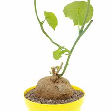 Image result for Stephania cyanantha