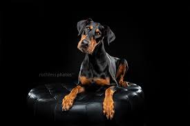 Check spelling or type a new query. Vivid Arlo Pet Photography Studio Ruthless Photos Sydney And Canberra Dog Photographer