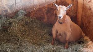 The first stage of labor can begin and last for 12 hours but when they begin active labor and are actually pushing, it should be within an hour that she has made progress and had her first kid. Signs Your Goat Is Close To Kidding Youtube