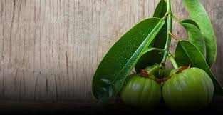 Herbal nutrition's garcinia cambogia extract might be one of the best potential options for you. Garcinia Cambogia It S Health Benefits How To Choose The Right One Best Garcinia Cambogia Brand Its Uses