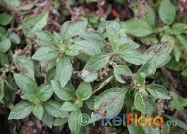 Image result for Parietaria debilis