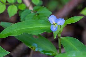 Image result for Commelina kotschyi