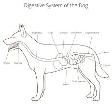 A food digestion time chart is unlikely to be accurate. How Long Does It Take For Dogs To Digest Food Top Dog Tips