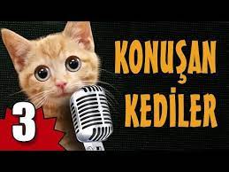 konusan kediler 3 en komik kedi videolari youtube